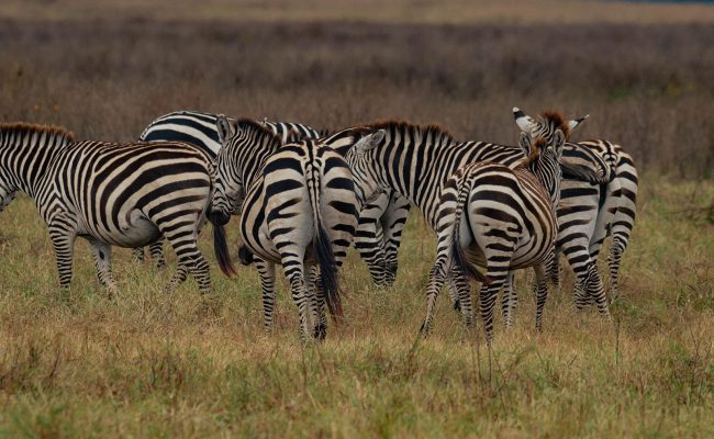 5 Days Tanzania Budget Safari in Serengeti, Ngorongoro & Tarangire