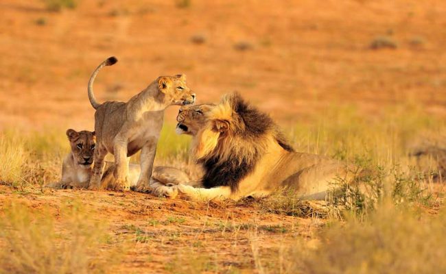 6 Days / 5 Nights Safari in South Tanzania