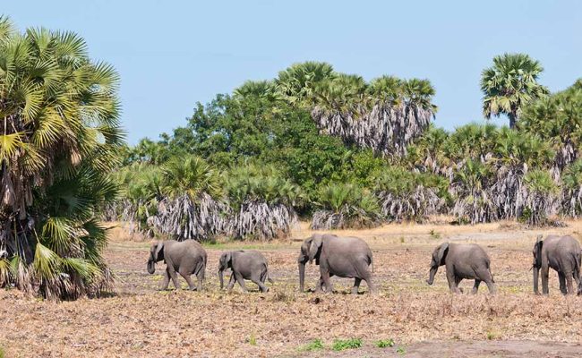 21438734 - family of elephants walking in the bushland of tanzania - national park selous game reserve