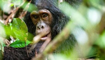 Close up portrait of old chimpanzee Pan troglodytes resting in the jungle of Kibale forest in Uganda