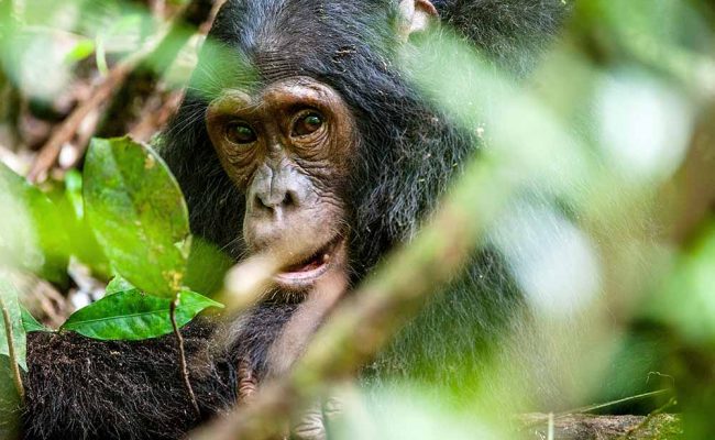 Close up portrait of old chimpanzee Pan troglodytes resting in the jungle of Kibale forest in Uganda