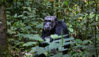 4 Days / 3 Nights Chimpanzee Tracking in Gombe Stream