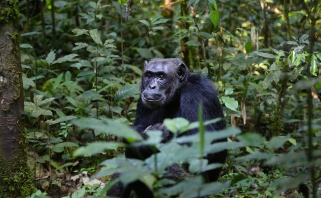 4 Days / 3 Nights Chimpanzee Tracking in Gombe Stream