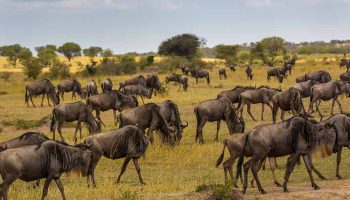 Serengeti Migration Safari May – August 7 Days