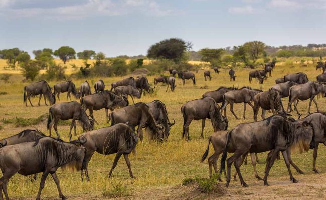 Serengeti Migration Safari May – August 7 Days