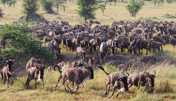 Serengeti Migration Safari August – September 7 Days