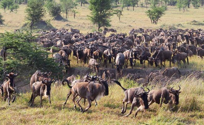 Serengeti Migration Safari August – September 7 Days